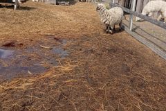 IMG_20250519_104006