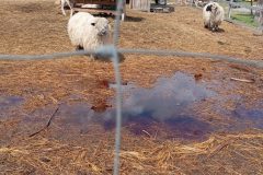IMG_20250519_104115